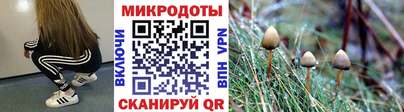 blacksprut как войти  Мурино  Псилоцибиновые грибы Psilocybe 